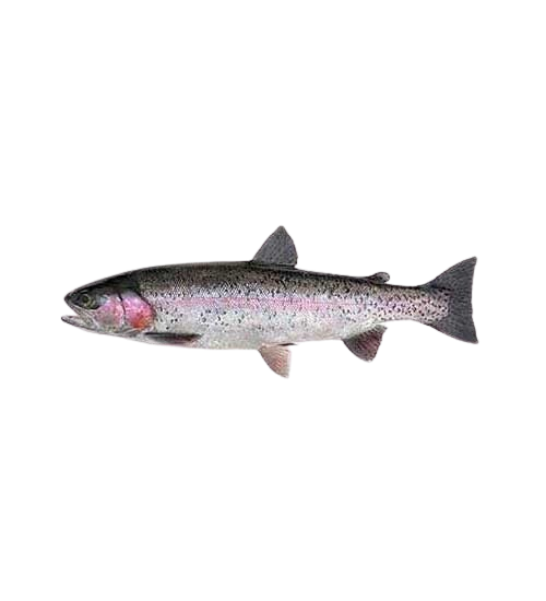 For Catching Kokanee — Gibbs Fishing